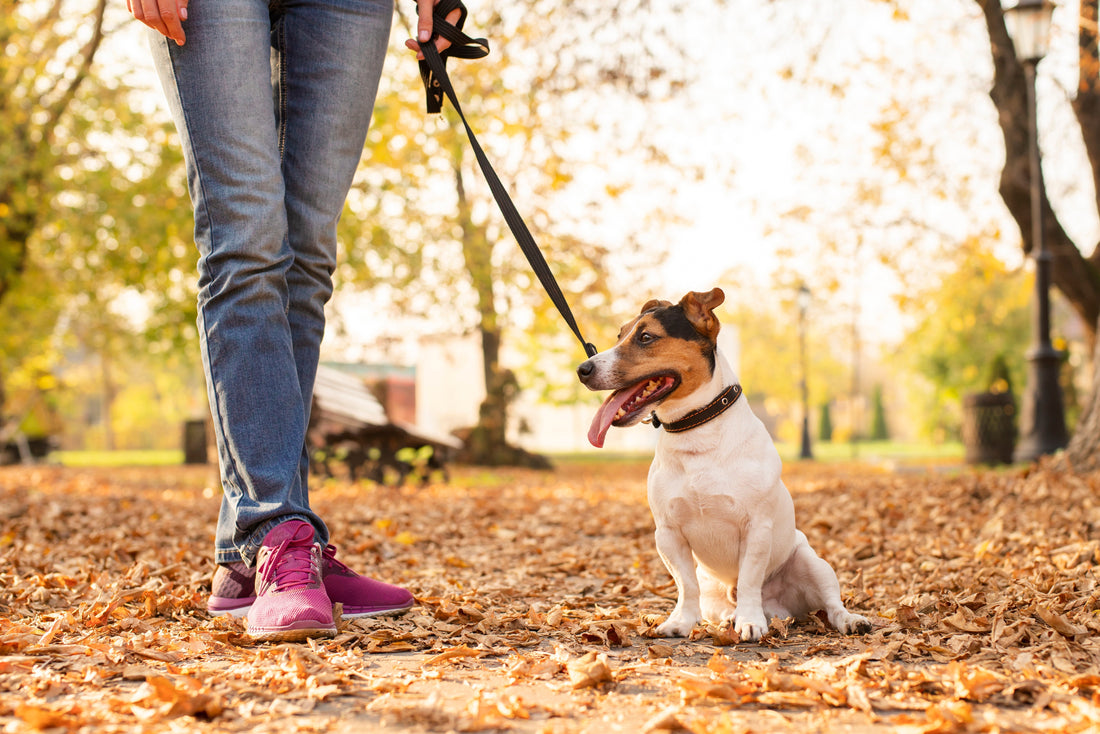 Peut-on promener un chien sans laisse ?