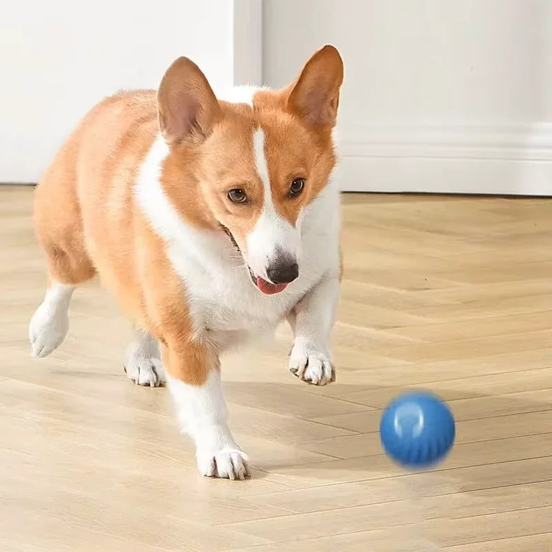 Smart dog toy