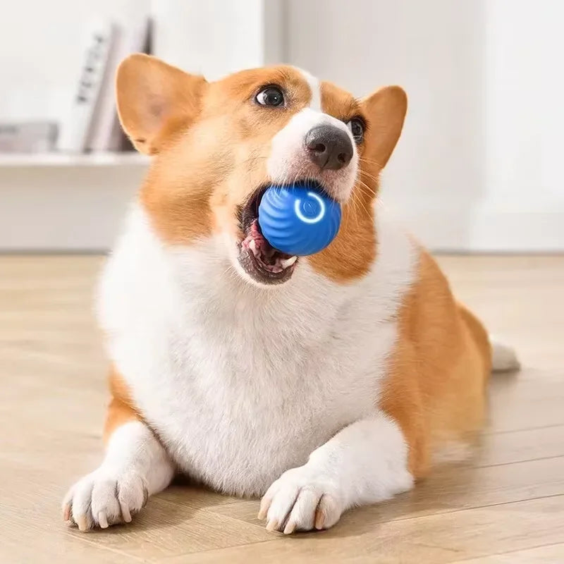 Smart dog toy
